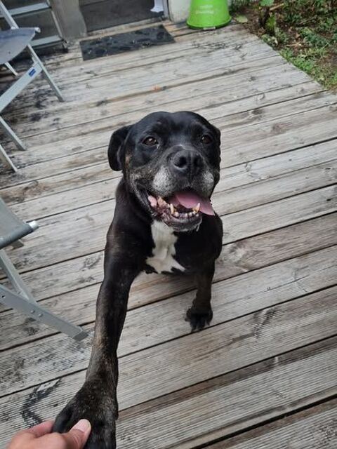 Chien ROXY &agrave; l adoption 100 38150 Agnin