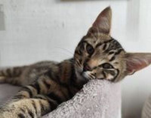   Barbichou, adorable chaton tigré 