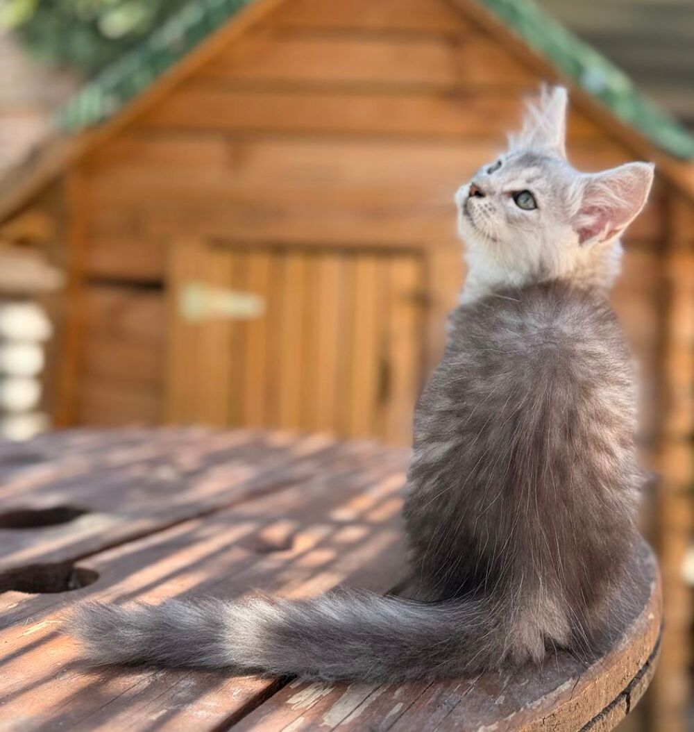   Maine Coon chaton LOOF 