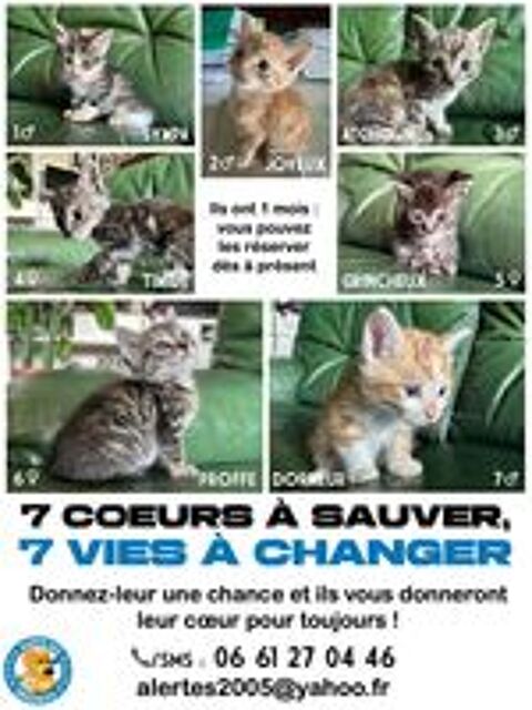   Divers animaux 