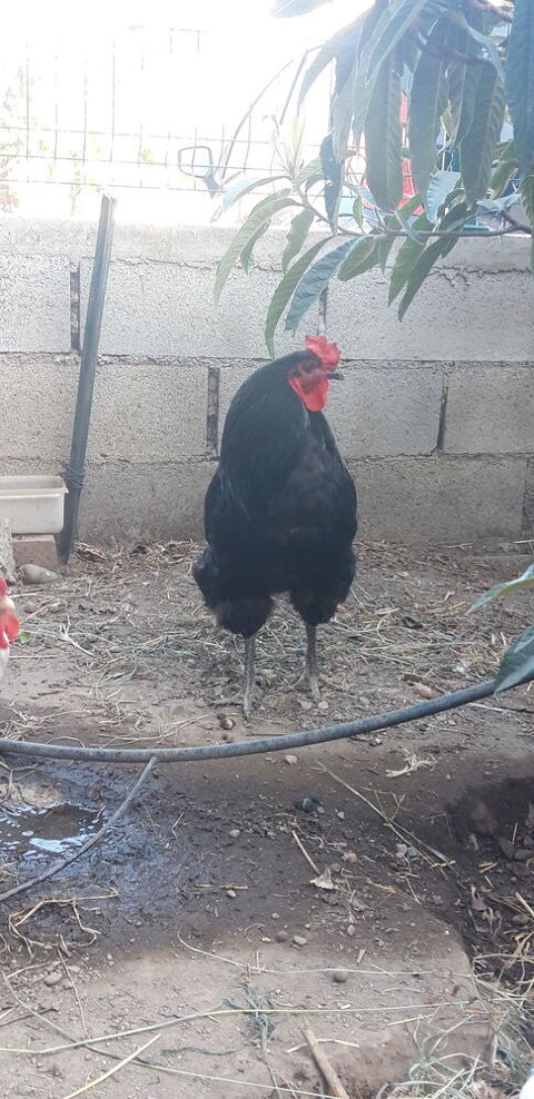 Coq X araucana 15 66000 Perpignan