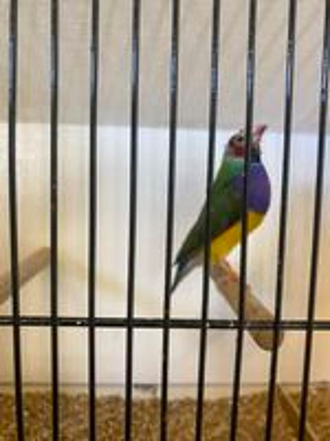   Diamants de gould 