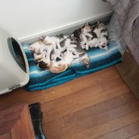   Donne Chatons contre bon traitement 