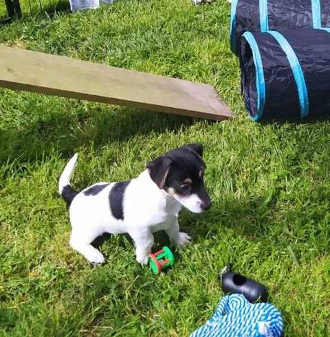 Chiots Jack Russel LOF 830 50520 Ch�renc�-le-roussel