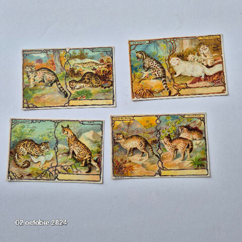 Lot de 4 images Leroux Bonzel sur les chats et des félins 8 Saumur (49)