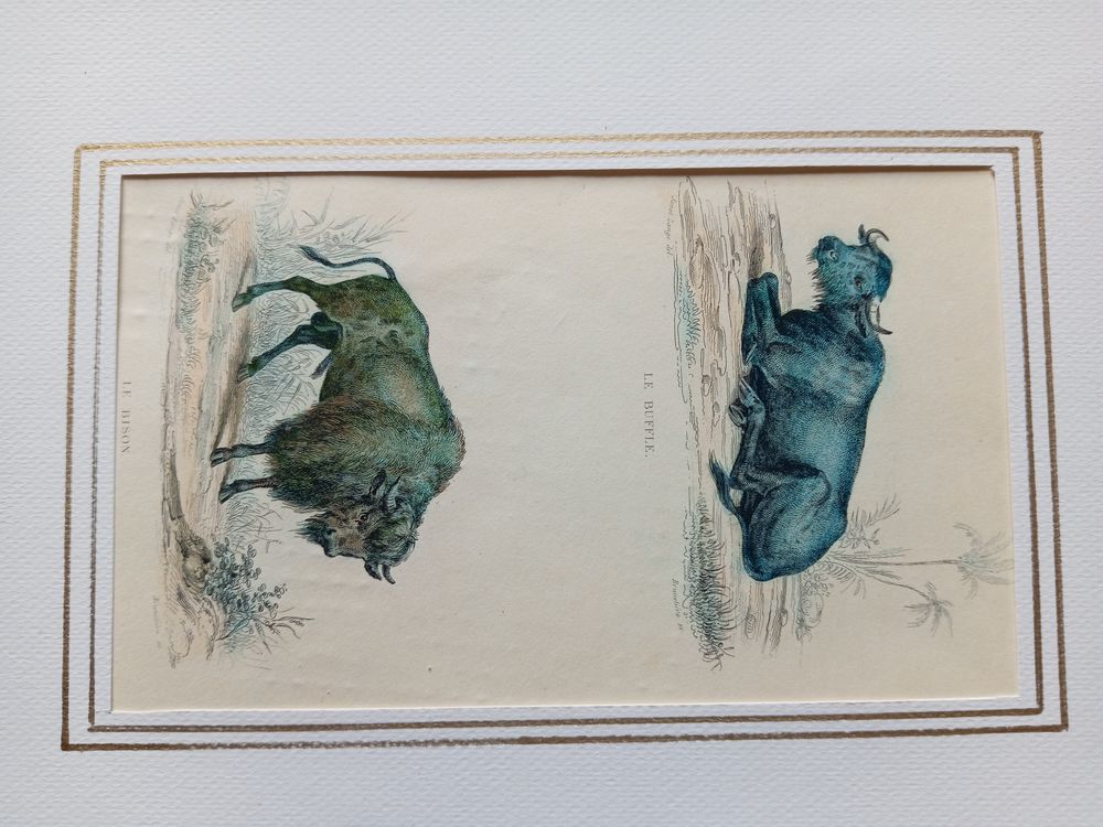 MAMMIFERES 52 GRAVURES ORIGINALES DE BUFFON DE 1839

