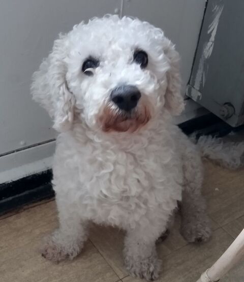 CH TOUTOU ADULTE 200 69500 Bron