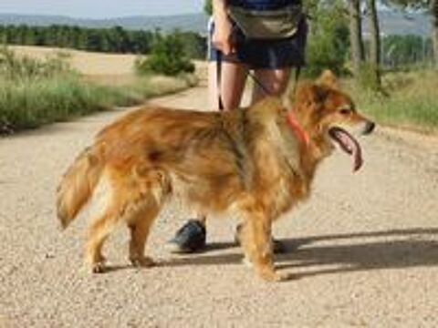   REIA 🩷 Une seconde chance pour une chienne exceptionnelle.. 