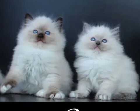 Chatons Ragdoll LOOF ? élevés en famille 1600 56490 Saint-malo-des-trois-fontaines