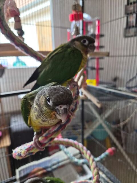 conures moulinae eam sexage en cours 160 80500 Fescamps