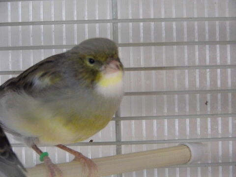 canari 25 27150 Boisemont