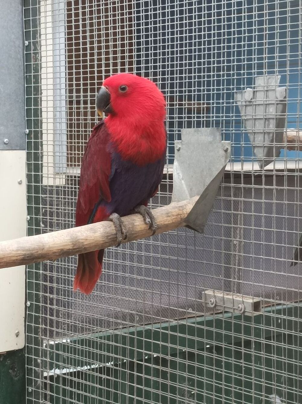   Grand Eclectus. 