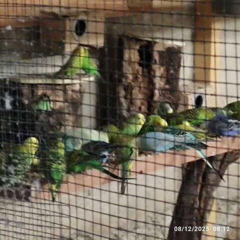 perruches males et femelles plusieurs couleurs 5 eu 5 36700 Cl�r�-du-bois