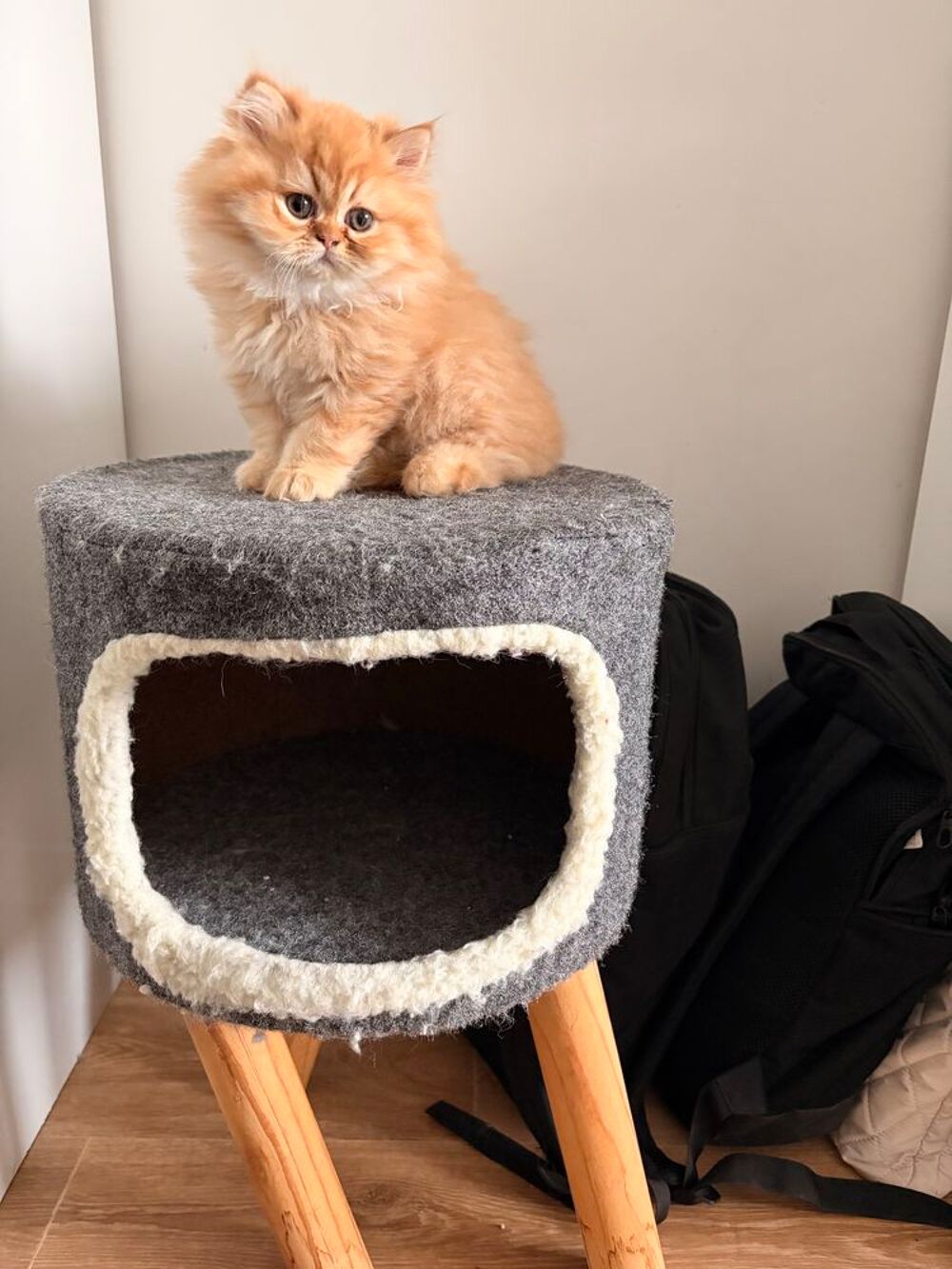 arbre &agrave; chat persan Meubles