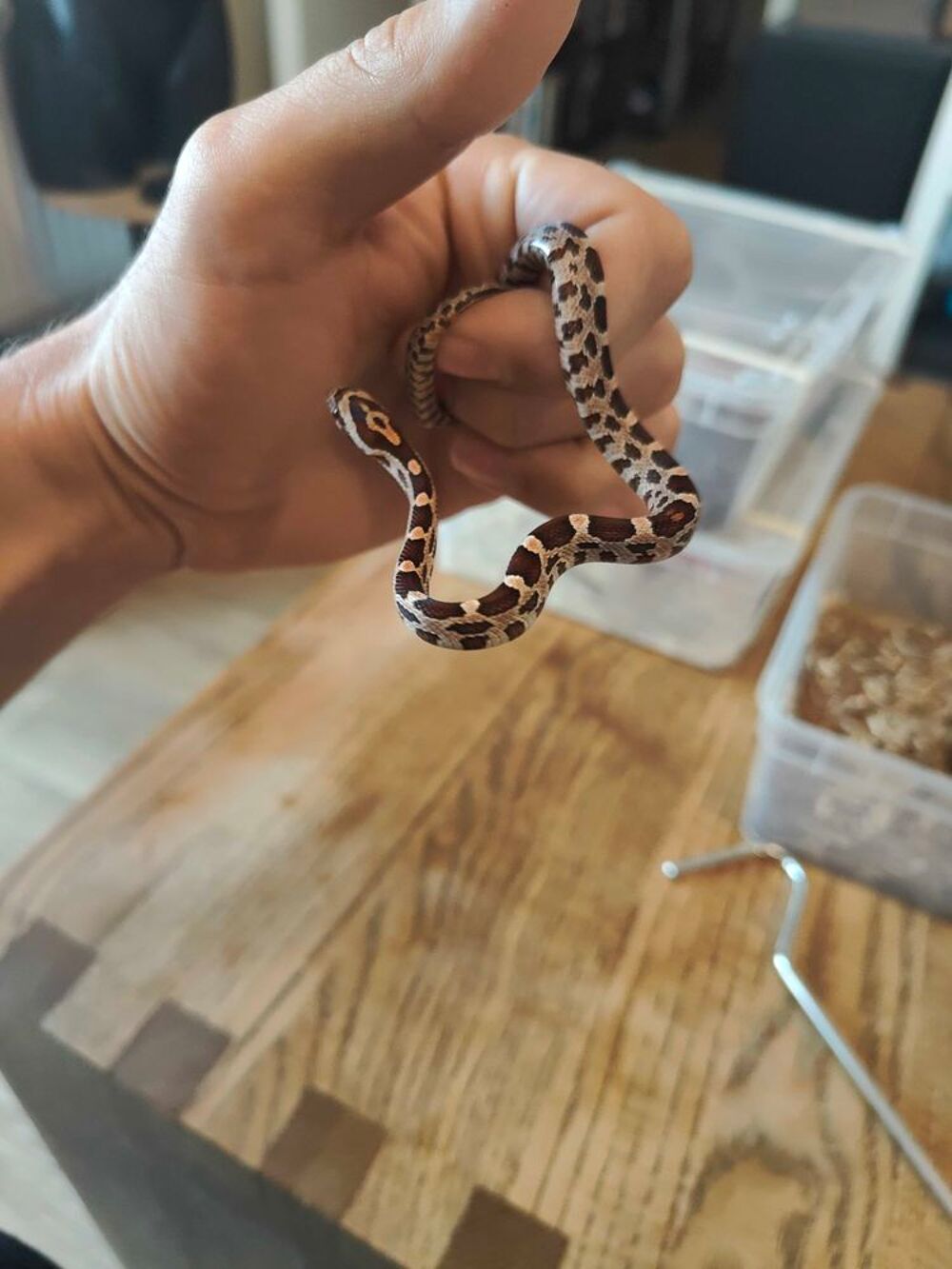 serpent des bl&eacute;s Jardin