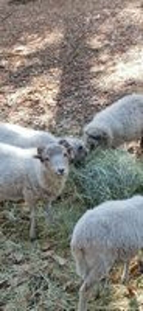   Mâles blanc moutons Ouessant  