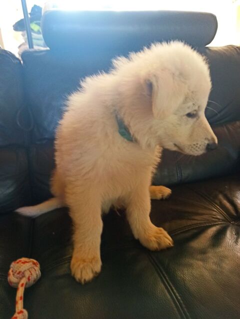 Chots Berger blanc suisse LOF 1300 03500 Louchy-montfand