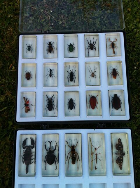 Collection d'insectes couls dans rsine 0 Monfaucon (24)