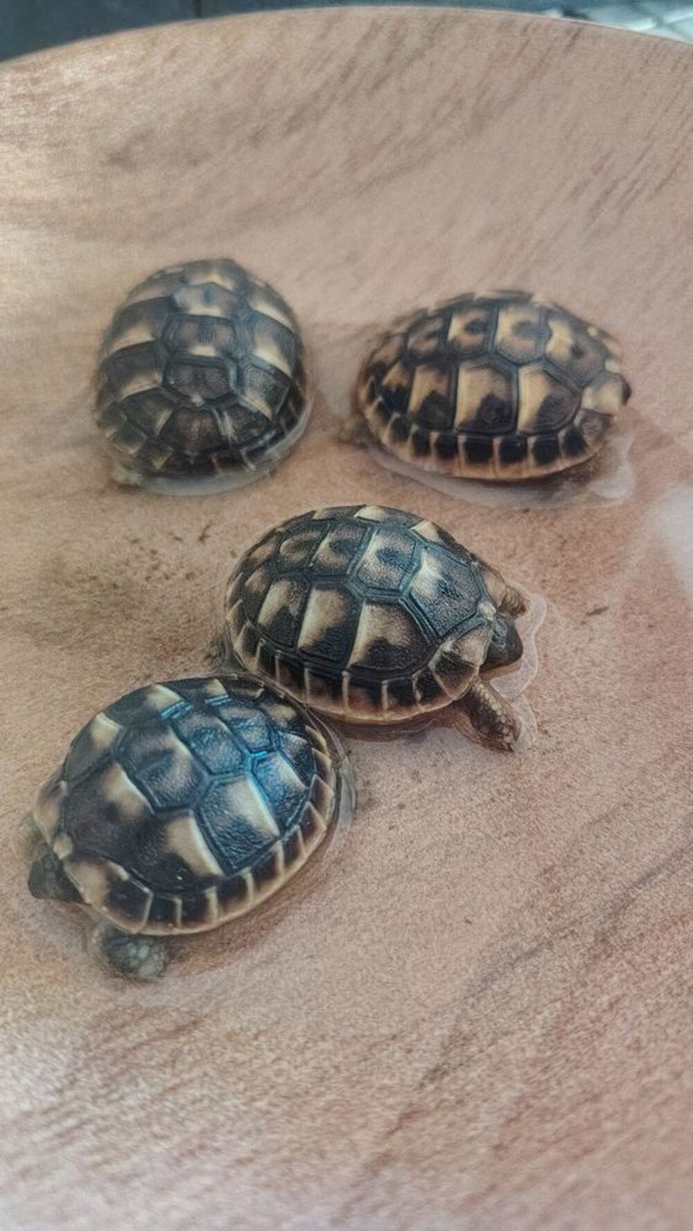   Tortues de terre 
