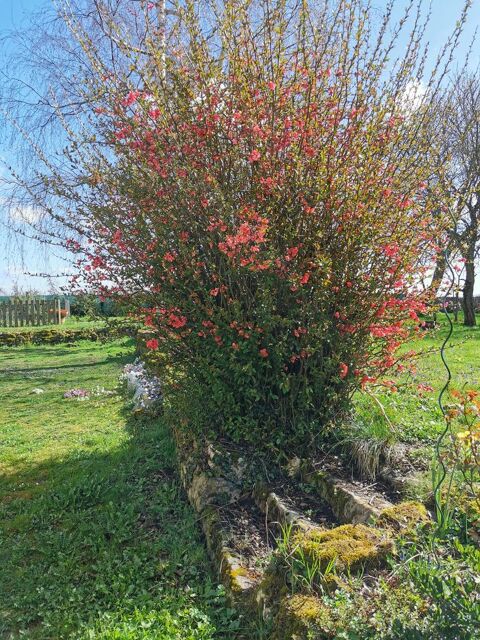 Boutures de Cognassier du Japon 3 Charleville (51)