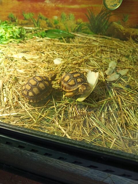 Sulcata juveniles 10 mois
120 34450 Vias