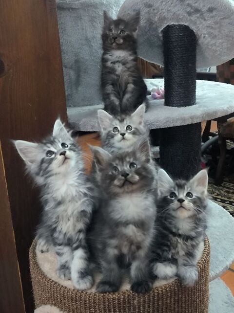 Jolis b&eacute;b&eacute;s Maine Coon 1500 33230 Coutras