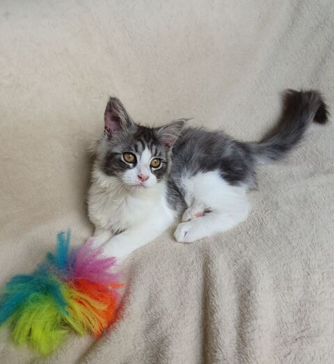 Chatons Maine coon loof  1100 07800 La voulte-sur-rh�ne
