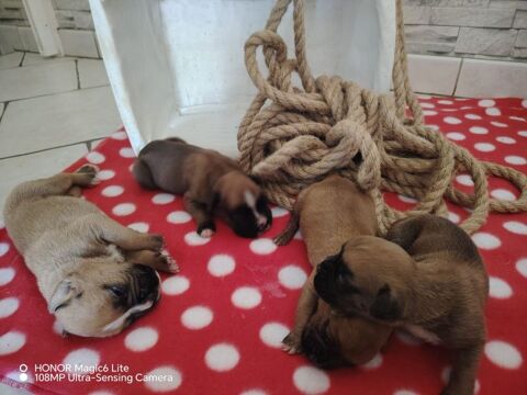 Vends chiots type BOXER 1250 79600 Airvault