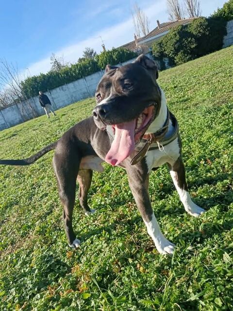 Chien RIKO &agrave; l adoption 350 26800 Portes-l�s-valence