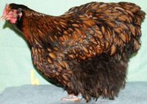   poules ORPINGTON Fauve à lisérés noirs
