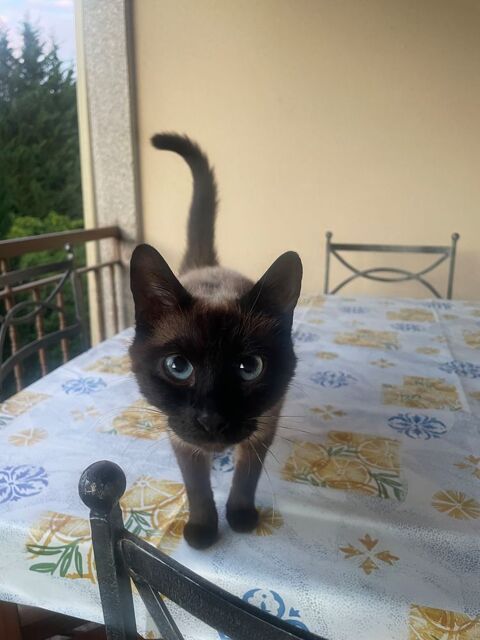 Chatte siamoise 200 95300 Pontoise