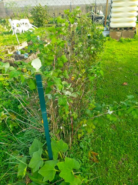 Framboisiers � venir d�terrer (par 4 pieds)
10 Mirecourt (88)