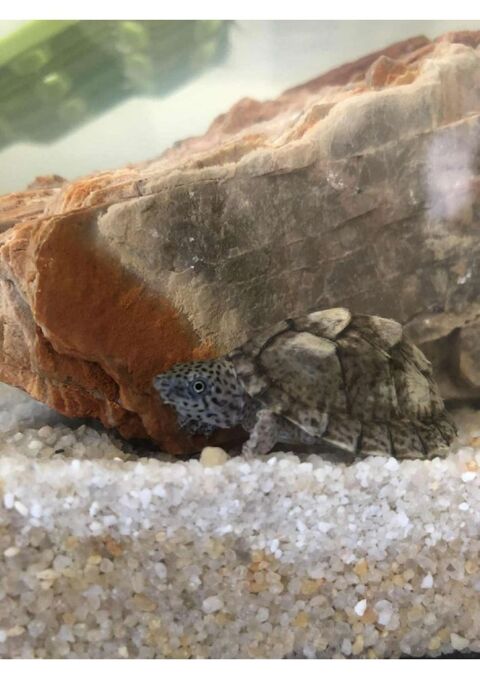 Tortue aquatique Sternotherus carinatus et poissons d'aquari 50 42660 Planfoy