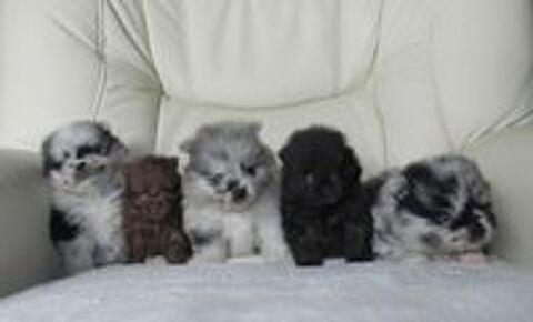   Adorables chiots Spitz de Poméranie nain ou micro nonLOF 