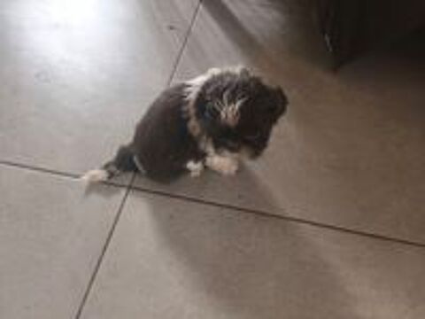   Adorables bébés Shih Tzu  