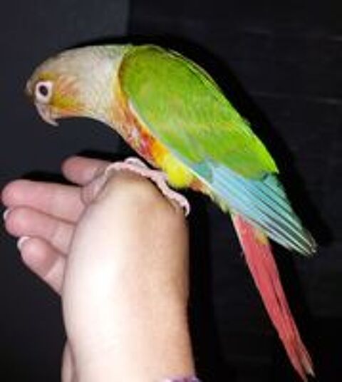   Conure pyrrhura molinae EAM 