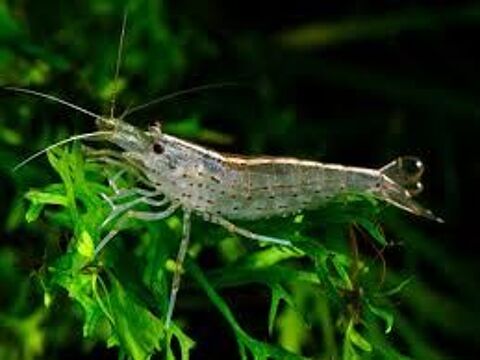 Petites crevettes grises 3 94300 Vincennes