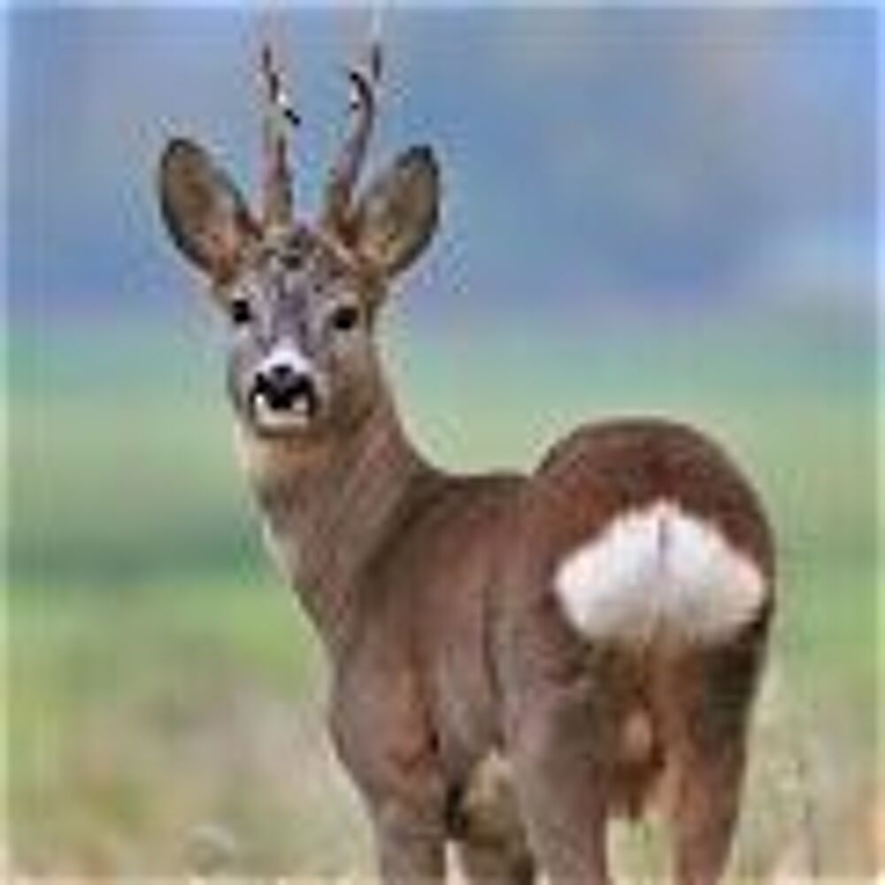 CHASSE GROS GIBIERS Sports