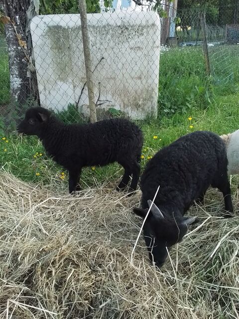 bouc et femelle ouessant 160 55110 Gesnes-en-argonne