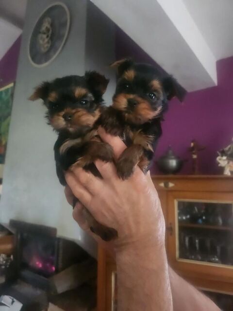 CHIOT YORSHIRES 49300 Cholet