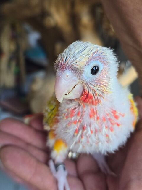 Conure de molinae eam 350 77240 Vert-saint-denis