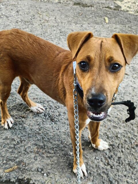 Frisky, m&acirc;le X crois&eacute; berger , n&eacute; le 01/04/2025 380 93000 Bobigny