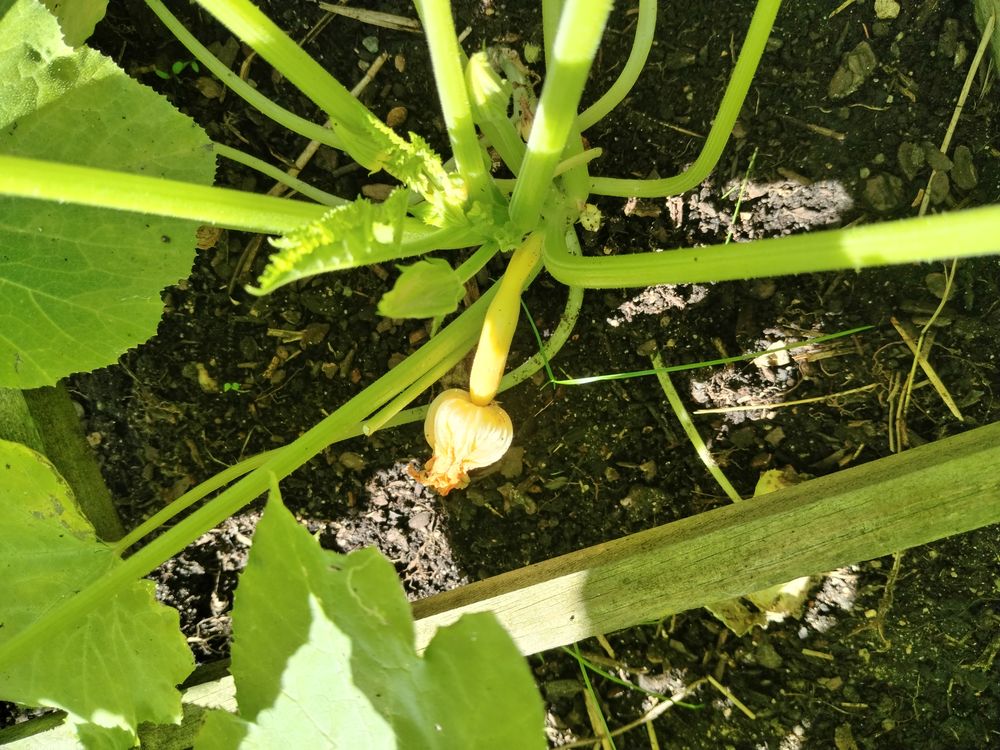 plants de l&eacute;gumes bio Jardin