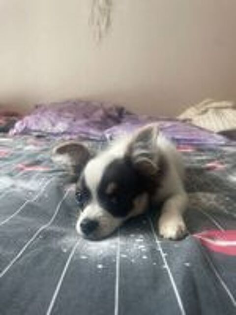   chiot chihuahua mâle poils longs 