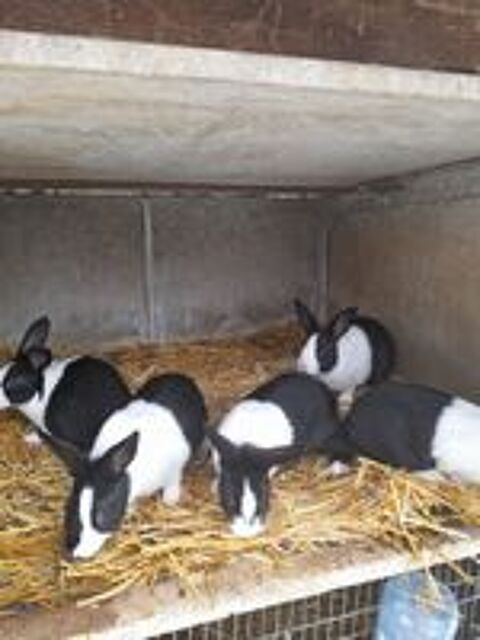   lapins pure race hollandais 