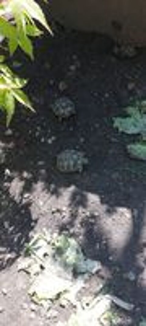   Tortue terre 