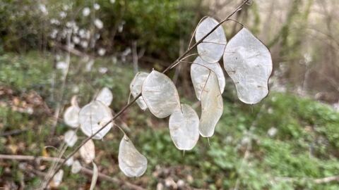 La Lunaire annuelle ou Monnaie-du-pape (Lunaria annua) Manom (57)