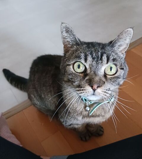 Don chatte 0 20200 Bastia