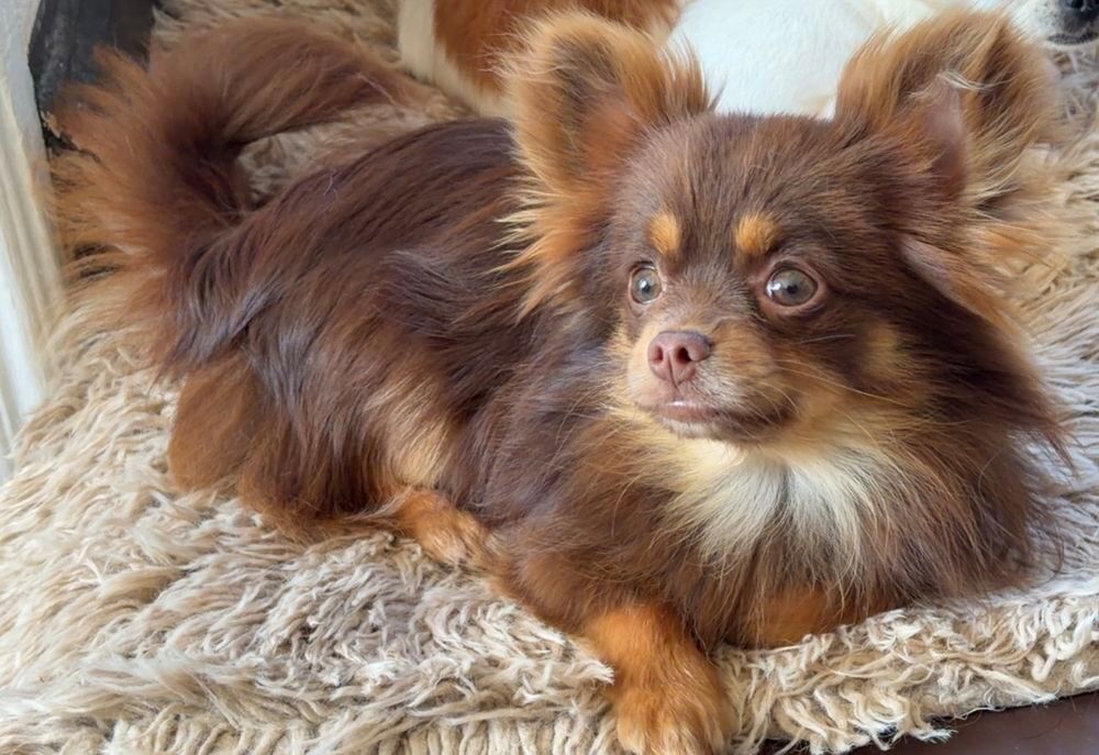   Loukas mâle chihuahua disponible pour saillie 
