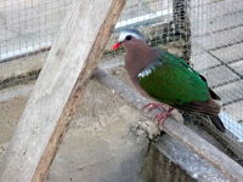   colombe turvert 2026 